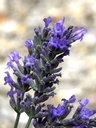 ESPLIEGO FLOR LAVANDA BOTER