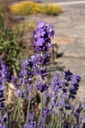ESPLIEGO FLOR LAVANDA BOTER