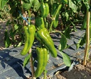 PIMIENTO VERDE DULCE ITALIANO ECO.