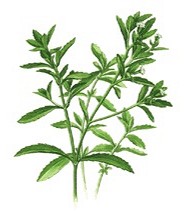 ESTEVIA HOJA BOTER