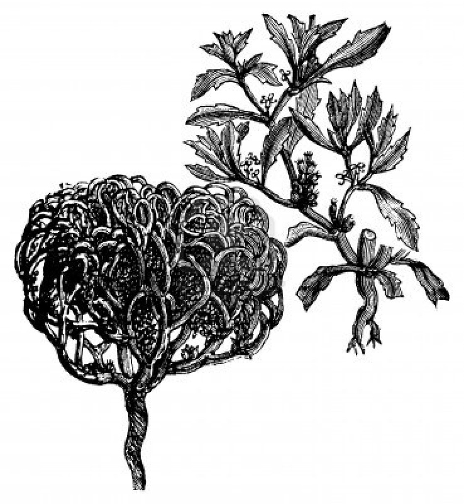 ROSA DE JERICO UNITAT