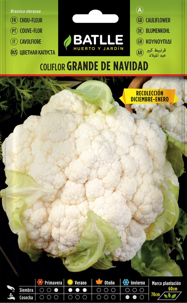 SEMILLAS BATLLE COLIFLOR GRANDE DE NAVIDAD