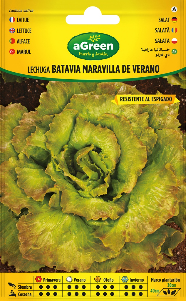 SEMILLAS BATLLE LECHUGA BATAVIA MARAVILLA DE VERANO SEL.MARESME