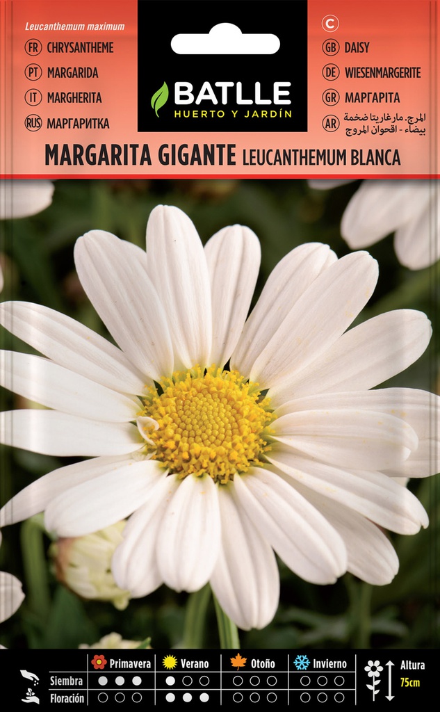 SEMILLAS BATLLE MARGARITA BLANCA LEUCANTEMUM