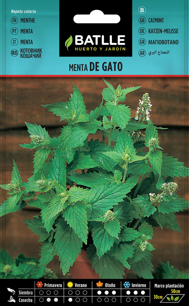 SEMILLAS BATLLE MENTA DE GATO