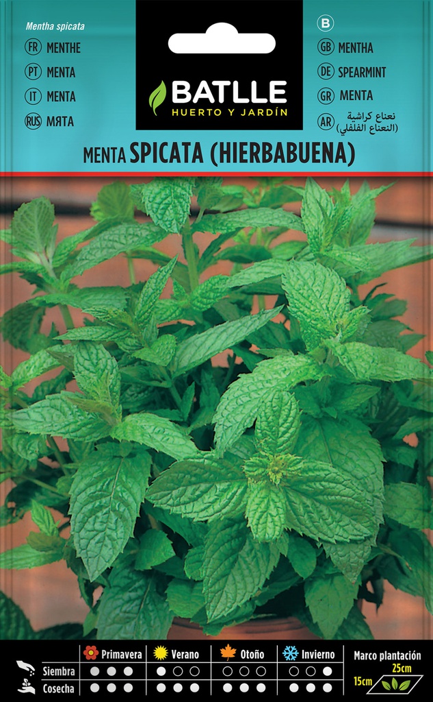 SEMILLAS BATLLE MENTA SPICATA