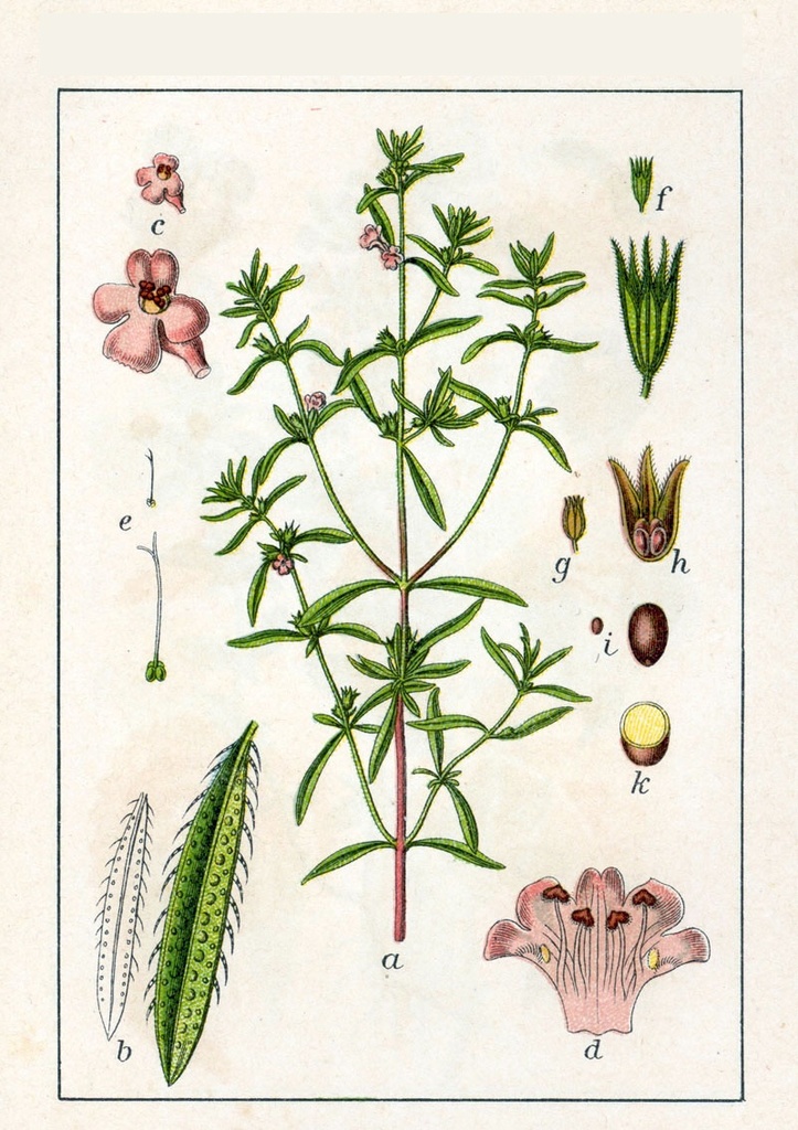 AJEDREA MANOJO BOTER