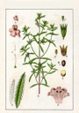 AJEDREA MANOJO BOTER