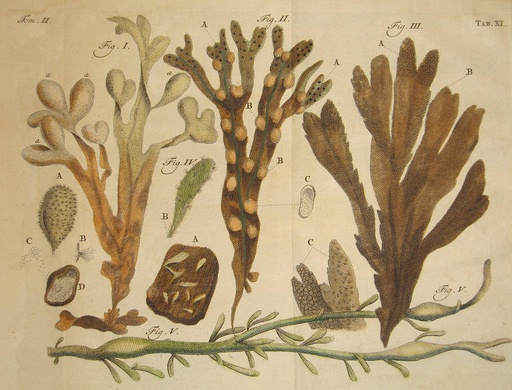 ALGA FUCUS POLVO BOTER