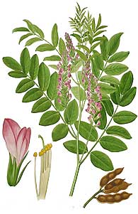 PERILLA HIERBA ALERGIA BOTER
