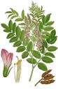 PERILLA HIERBA ALERGIA BOTER