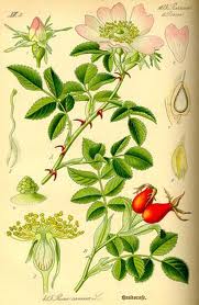 ROSA ALEJANDRIA PETALOS BOTER