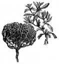ROSA DE JERICO UNITAT