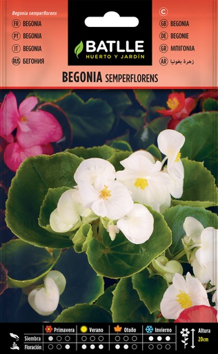 [3001476] SEMILLAS BATLLE BEGONIA SEMPERFLORENS