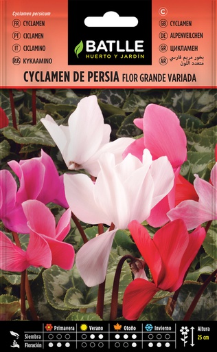 [3001457] SEMILLAS BATLLE CYCLAMEN DE PERSIA