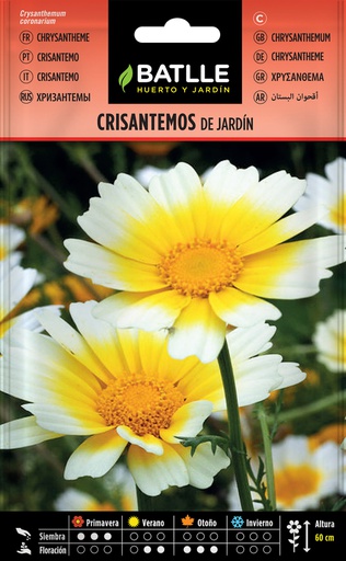 [3001536] CRISANTEMOS DE JARDIN